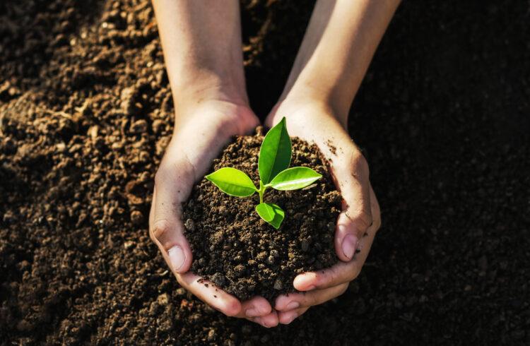 hand holding young tree for planting.