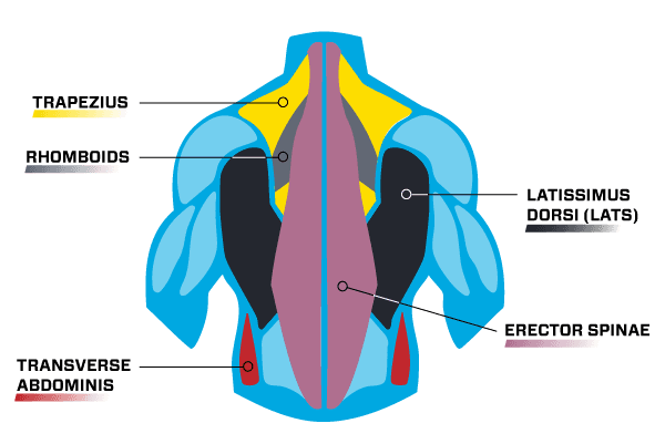 Back Pain Exercises to Strengthen & Improve Posture