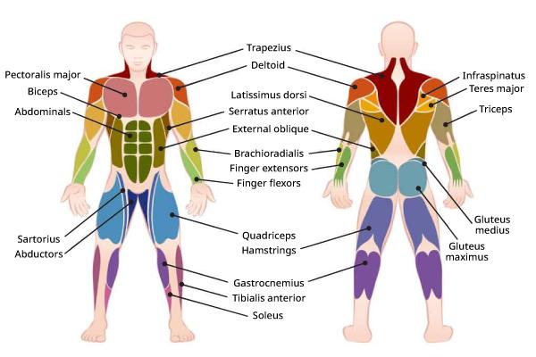 chart of muscle groups