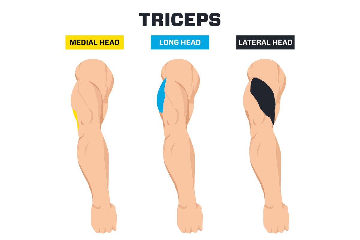 graphic with different tricep heads