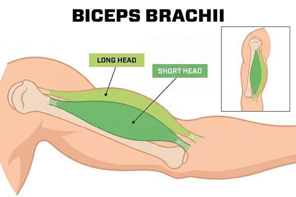 biceps brachii graphic with long head and short head